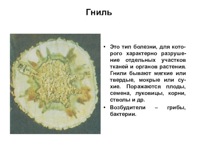 Гниль Это тип болезни, для кото-рого характерно разруше-ние отдельных участков тканей