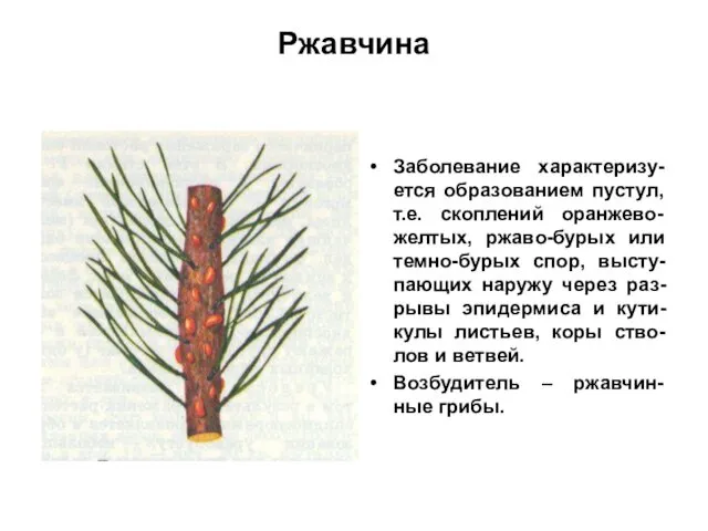 Ржавчина Заболевание характеризу-ется образованием пустул, т.е. скоплений оранжево-желтых, ржаво-бурых или темно-бурых