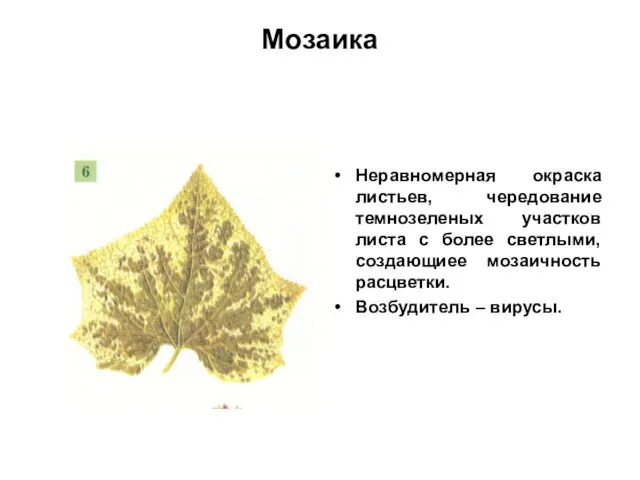 Мозаика Неравномерная окраска листьев, чередование темнозеленых участков листа с более светлыми,