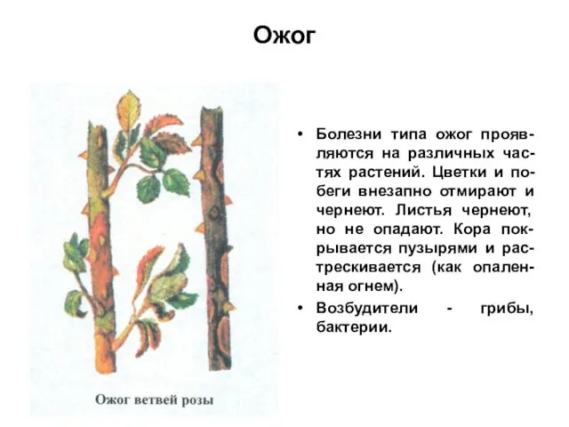 Ожог Болезни типа ожог прояв-ляются на различных час-тях растений. Цветки и