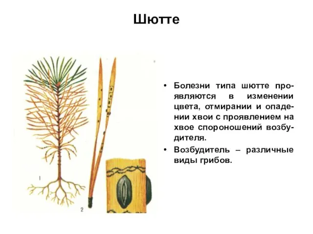 Шютте Болезни типа шютте про-являются в изменении цвета, отмирании и опаде-нии