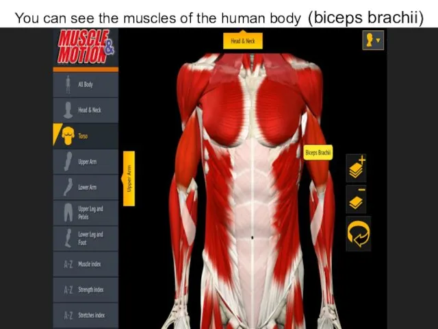 You can see the muscles of the human body (biceps brachii)