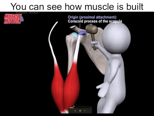 You can see how muscle is built