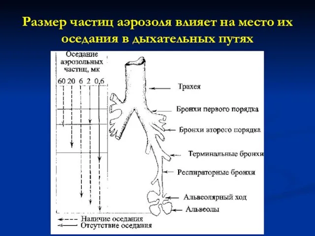 Размер частиц аэрозоля влияет на место их оседания в дыхательных путях