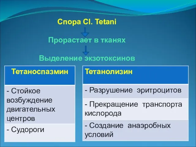 Спора Cl. Tetani Прорастает в тканях Выделение экзотоксинов