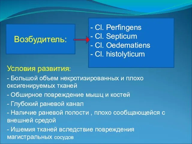 Условия развития: - Большой объем некротизированных и плохо оксигенируемых тканей -