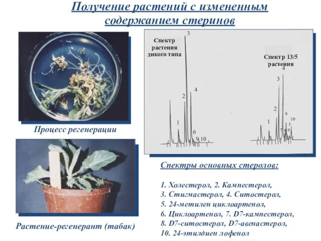 Получение растений с измененным содержанием стеринов Процесс регенерации Растение-регенерант (табак) Спектры