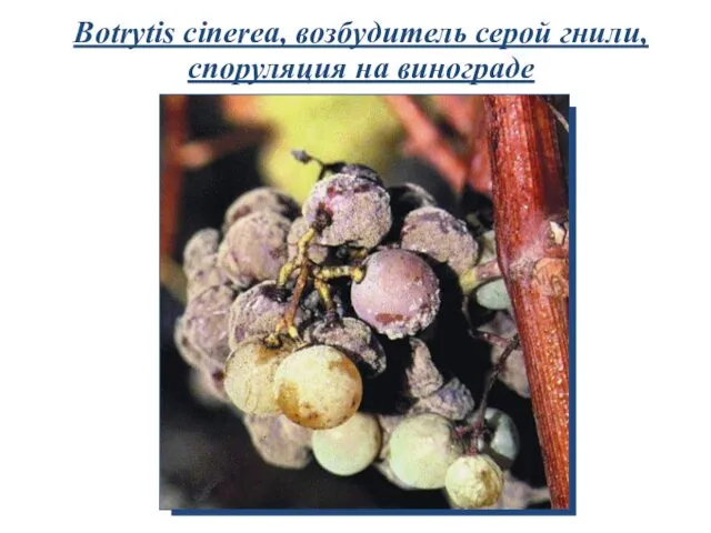 Botrytis cinerea, возбудитель серой гнили, споруляция на винограде