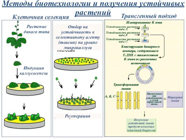 Трансгенный подход Клеточная селекция Методы биотехнологии и получения устойчивых растений