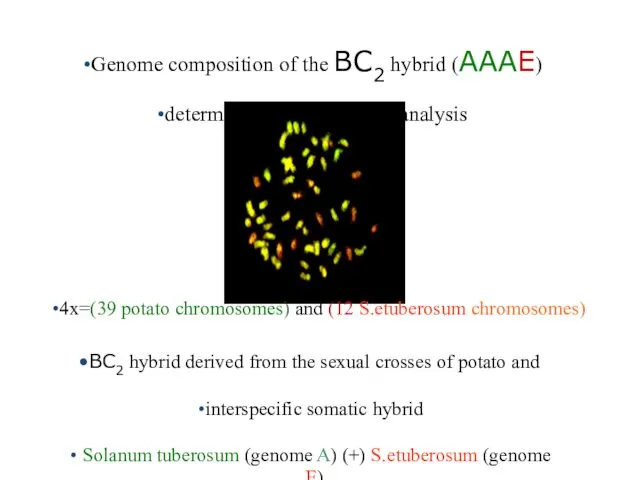 Genome composition of the BC2 hybrid (AAAE) determined by using GISH