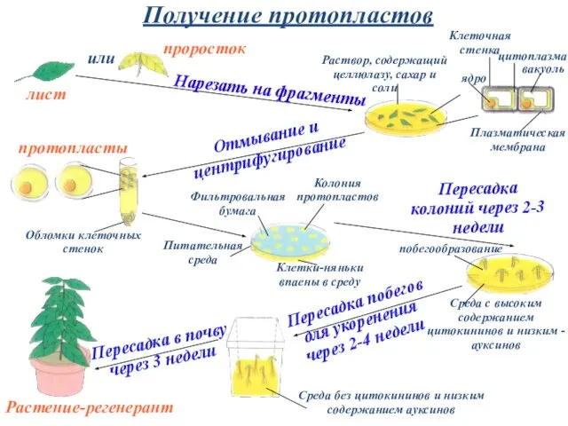 Получение протопластов