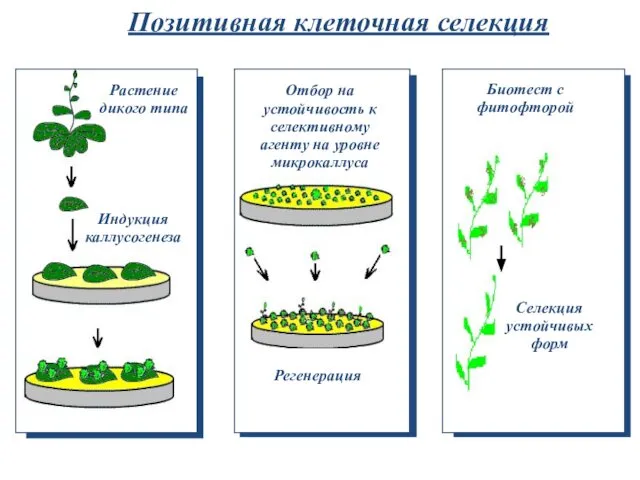 Позитивная клеточная селекция