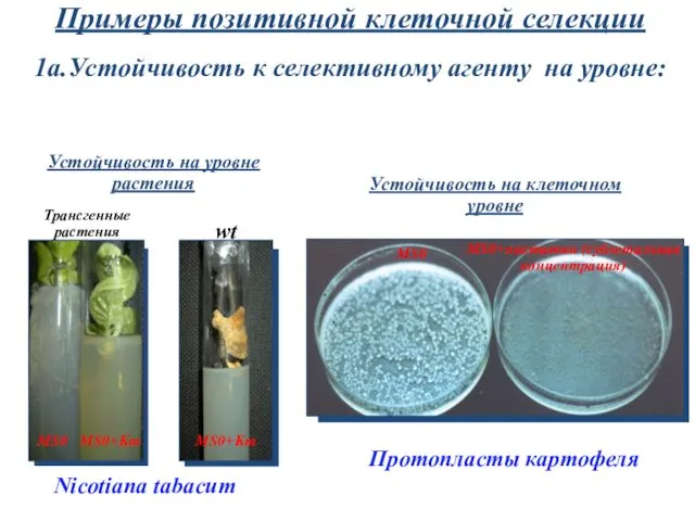 1а.Устойчивость к селективному агенту на уровне: Примеры позитивной клеточной селекции