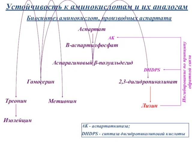 Устойчивость к аминокислотам и их аналогам