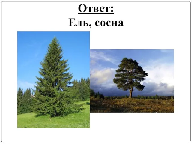 Ответ: Ель, сосна