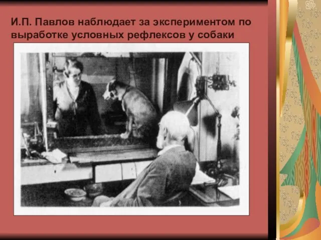 И.П. Павлов наблюдает за экспериментом по выработке условных рефлексов у собаки