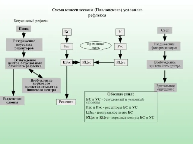 Схема классического (Павловского) условного рефлекса Пища Раздражение вкусовых рецепторов Выделение слюны