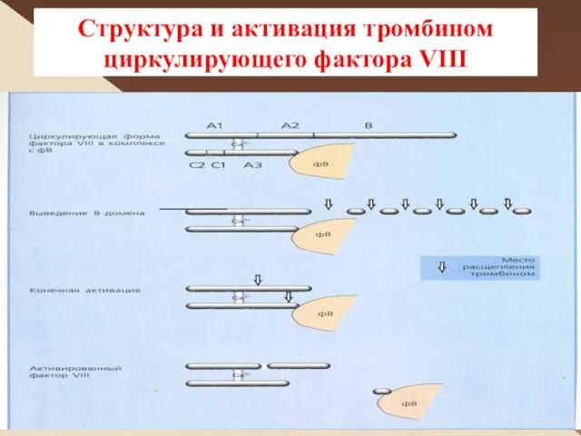 Структура и активация тромбином циркулирующего фактора VIII