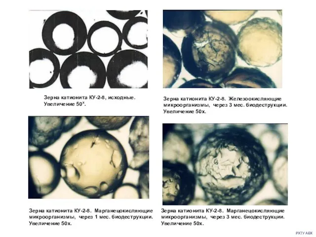 РХТУ АЕК Зерна катионита КУ-2-8, исходные. Увеличение 50х. Зерна катионита КУ-2-8.