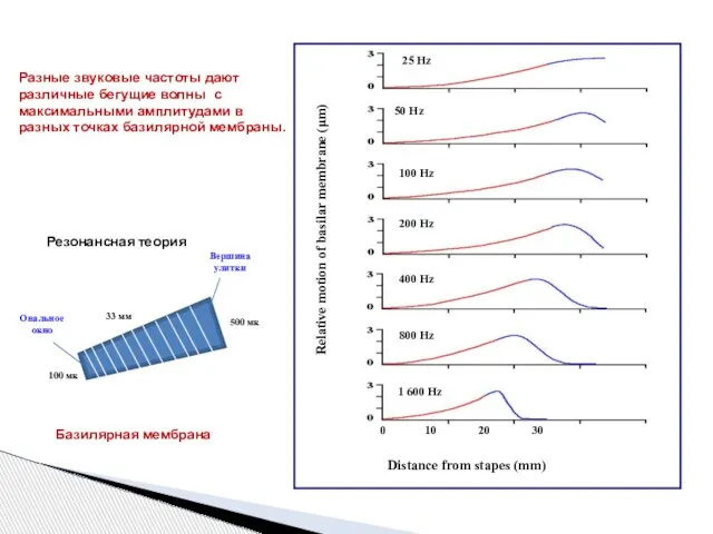 Разные звуковые частоты дают различные бегущие волны с максимальными амплитудами в