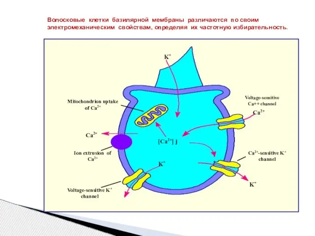 Voltage-sensitive Ca++ channel Волосковые клетки базилярной мембраны различаются по своим электромеханическим свойствам, определяя их частотную избирательность.