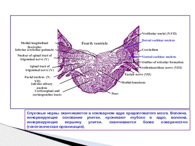 Слуховые нервы оканчиваются в кохлеарном ядре продолговатого мозга. Волокна, иннервирующие основание