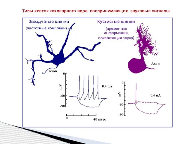 Звездчатые клетки (частотные компоненты) Кустистые клетки (временная информация, локализация звука) Типы
