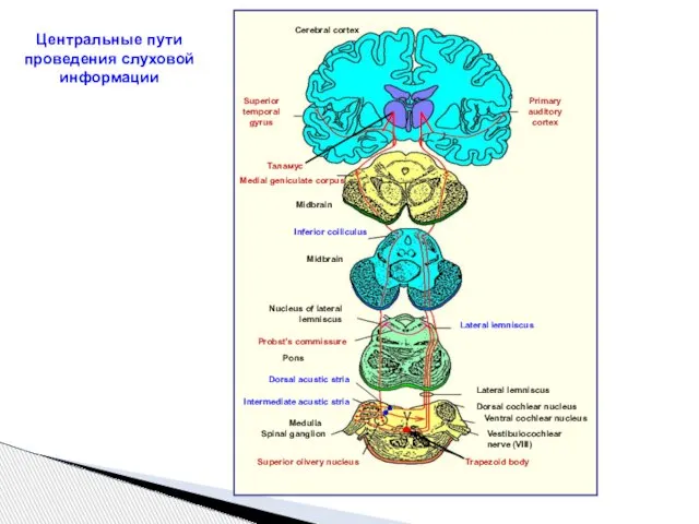 Центральные пути проведения слуховой информации