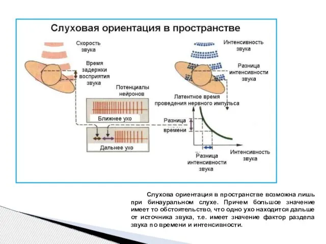 Слухова ориентация в пространстве возможна лишь при бинауральном слухе. Причем большое