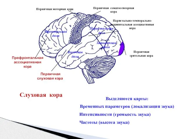 Слуховая кора Выделяются карты: Временных параметров (локализация звука) Интенсивности (громкость звука) Частоты (высота звука)