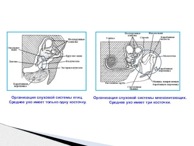Организация слуховой системы птиц. Среднее ухо имеет только одну косточку. Организация