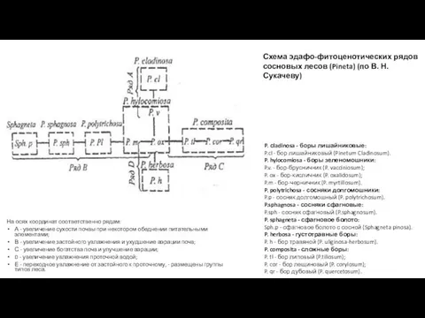 Схема эдафо-фитоценотических рядов сосновых лесов (Pineta) (по В. Н. Сукачеву) P.