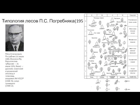 Типология лесов П.С. Погребняка(1955) Пётр Степанович Погребняк (10 июля 1900, Волохов