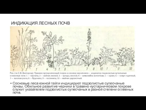 ИНДИКАЦИЯ ЛЕСНЫХ ПОЧВ Сосновые леса южной тайги индицируют подзолистые супесчаные почвы.