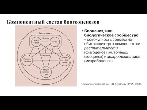 Компонентный состав биогеоценозов Биоценоз, или биологическое сообщество – совокупность совместно обитающих