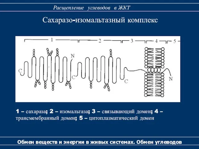 Сахаразо-изомальтазный комплекс Обмен веществ и энергии в живых системах. Обмен углеводов