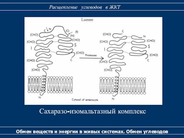 Сахаразо-изомальтазный комплекс Обмен веществ и энергии в живых системах. Обмен углеводов Расщепление углеводов в ЖКТ