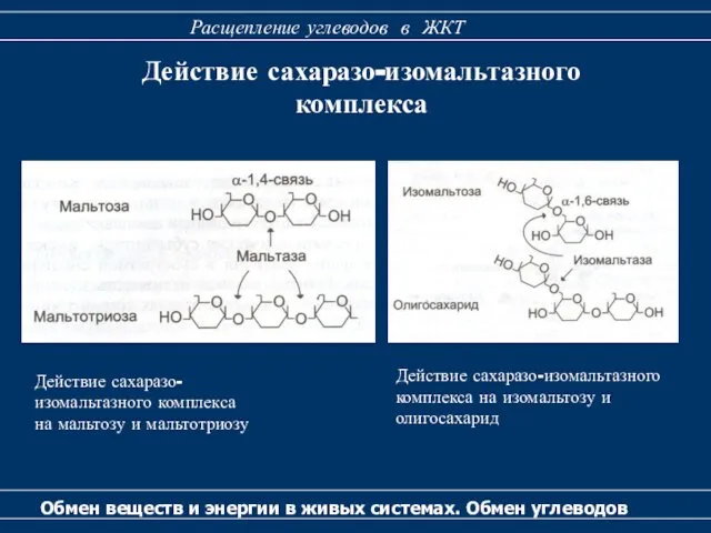 Действие сахаразо-изомальтазного комплекса Обмен веществ и энергии в живых системах. Обмен