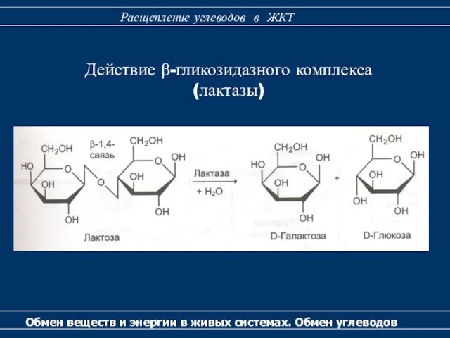 Действие β-гликозидазного комплекса (лактазы) Обмен веществ и энергии в живых системах.