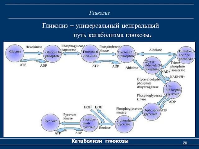 Гликолиз Гликолиз – универсальный центральный путь катаболизма глюкозы. Катаболизм глюкозы