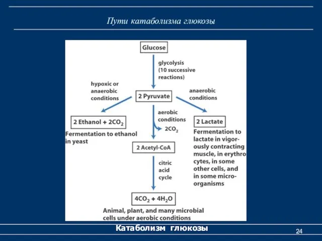 Пути катаболизма глюкозы Катаболизм глюкозы