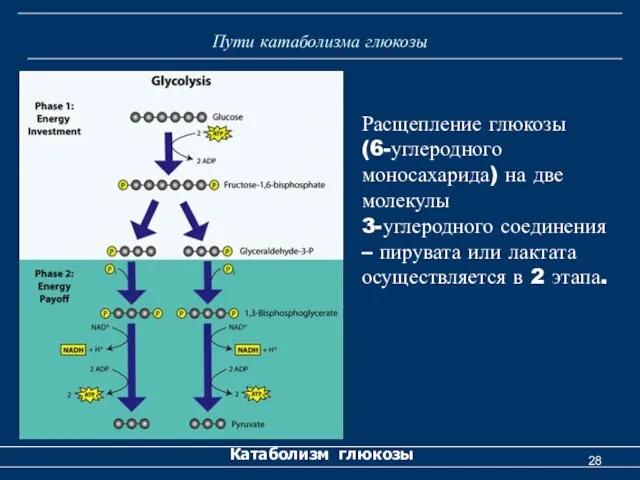 Пути катаболизма глюкозы Катаболизм глюкозы Расщепление глюкозы (6-углеродного моносахарида) на две