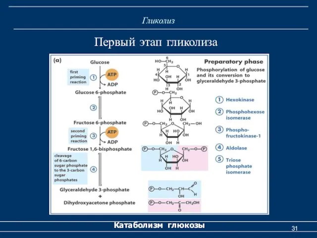 Гликолиз Катаболизм глюкозы Первый этап гликолиза