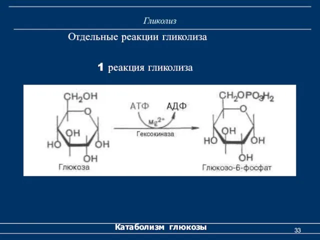 Гликолиз Катаболизм глюкозы Отдельные реакции гликолиза 1 реакция гликолиза