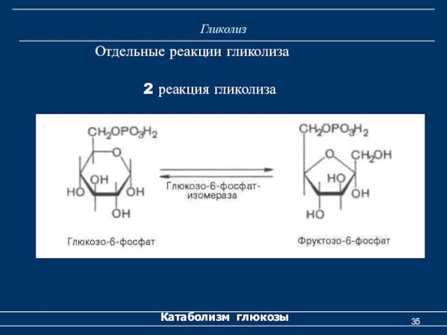 Гликолиз Катаболизм глюкозы Отдельные реакции гликолиза 2 реакция гликолиза