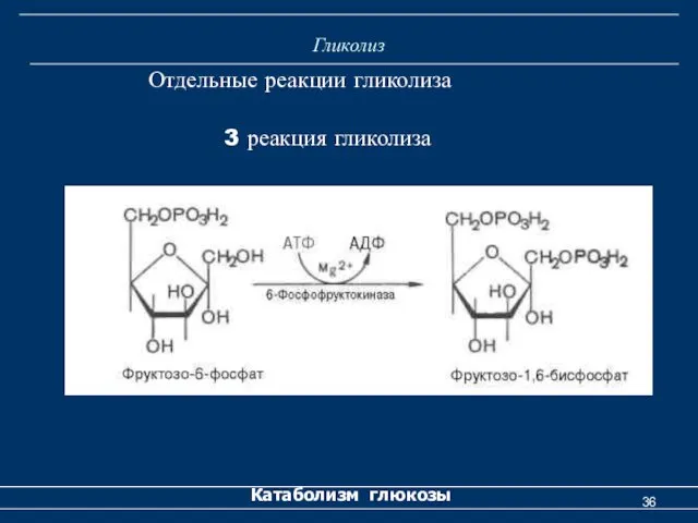 Гликолиз Катаболизм глюкозы Отдельные реакции гликолиза 3 реакция гликолиза