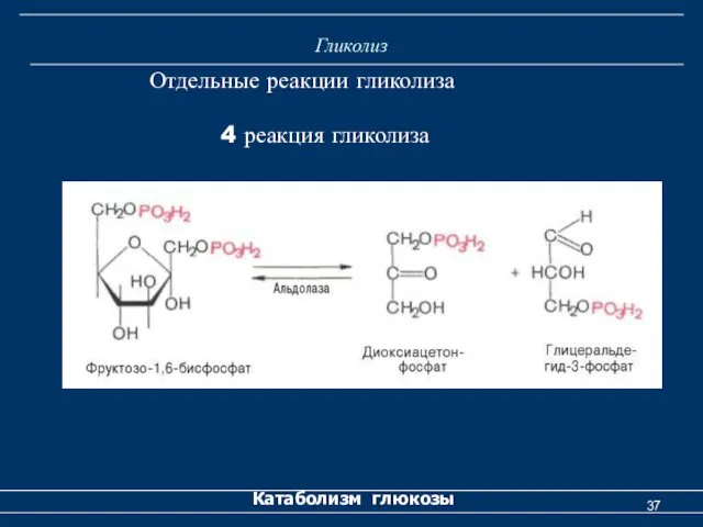 Гликолиз Катаболизм глюкозы Отдельные реакции гликолиза 4 реакция гликолиза