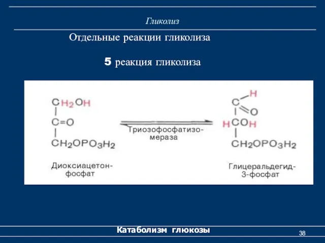 Гликолиз Катаболизм глюкозы Отдельные реакции гликолиза 5 реакция гликолиза