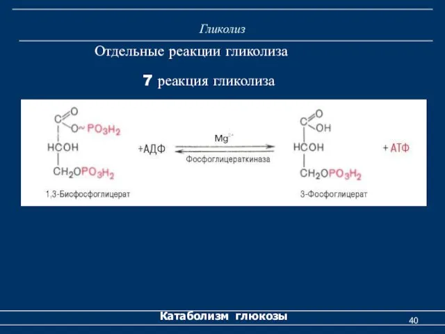 Гликолиз Катаболизм глюкозы Отдельные реакции гликолиза 7 реакция гликолиза