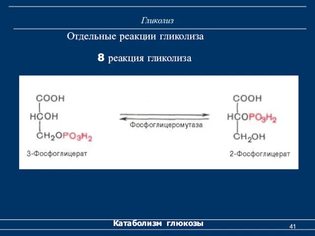 Гликолиз Катаболизм глюкозы Отдельные реакции гликолиза 8 реакция гликолиза